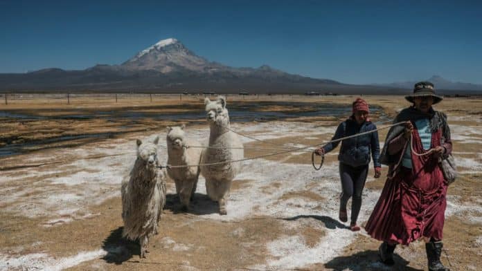 pastoras-de-alpacas-Bolivia--IFAD-Carlos-Sánchez-Navas