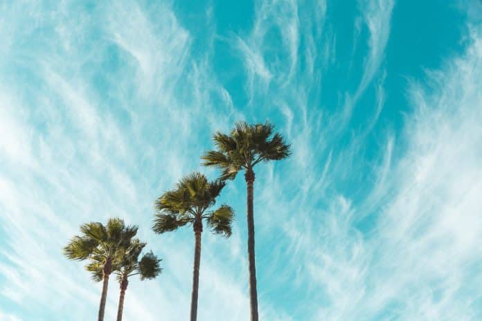 Sininen taivas ja palmuja