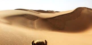 kameli-mies-marokko-algeria-hiekkadyynit
