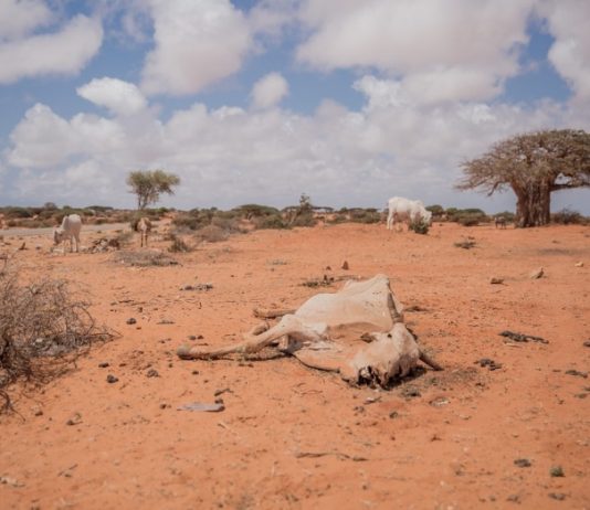 Somalia-kuivuus-OCHA