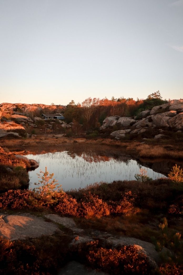 Embla-Munk-Rynkebjerg-Sweden-Wetlands-kosteikko