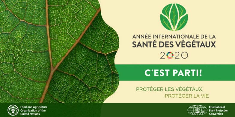 lancement, année internationale des végétaux, 2020, FAO