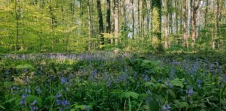 Sous bois, dans la forêt de Soignes à Bruxelles, jacinthes sauvages bleues au premier plan.