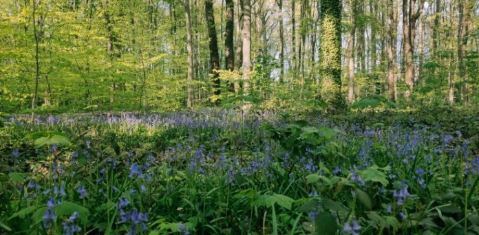 Sous bois, dans la forêt de Soignes à Bruxelles, jacinthes sauvages bleues au premier plan.