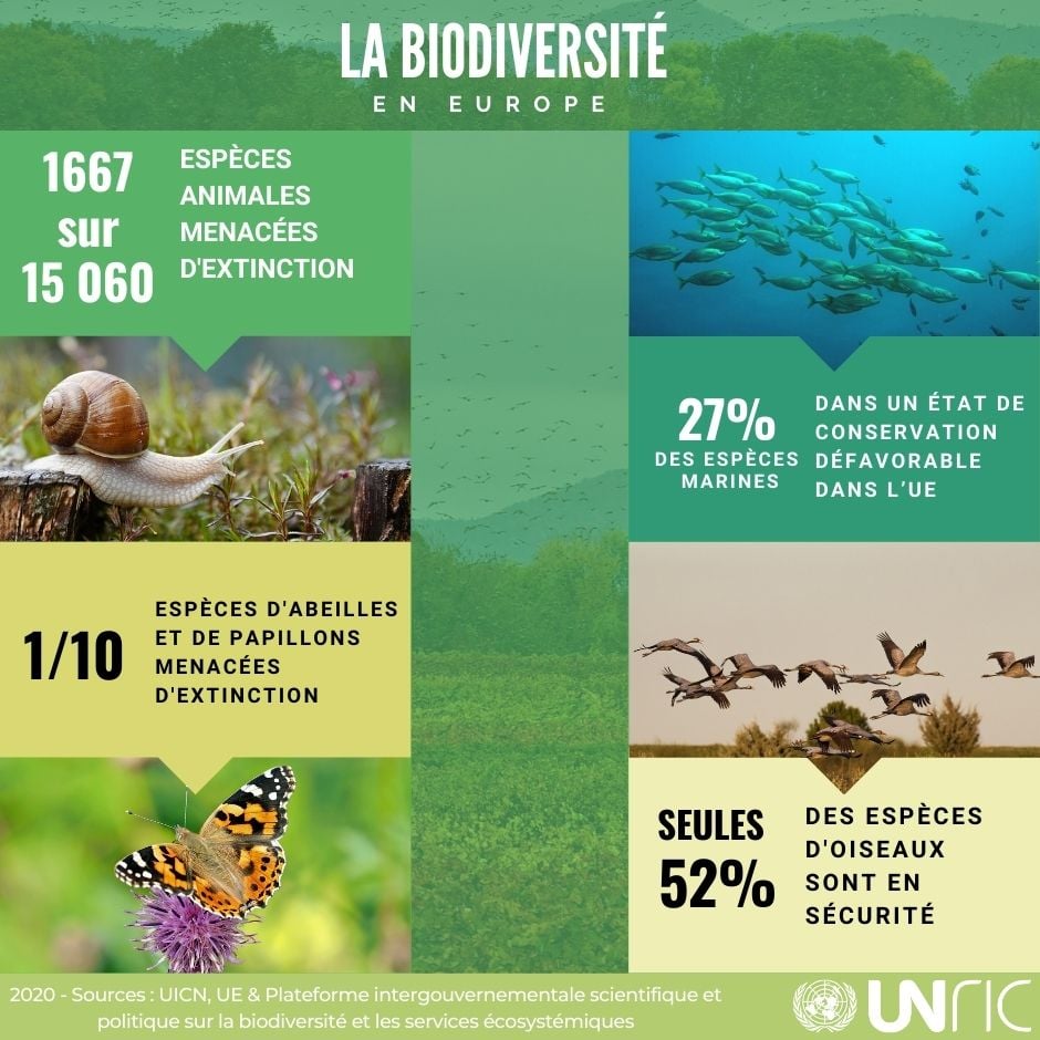 Infographie biodiversité
