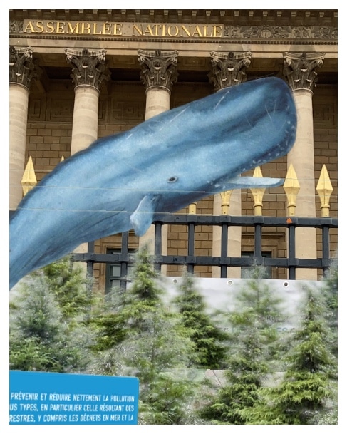réalité augmentée baleine