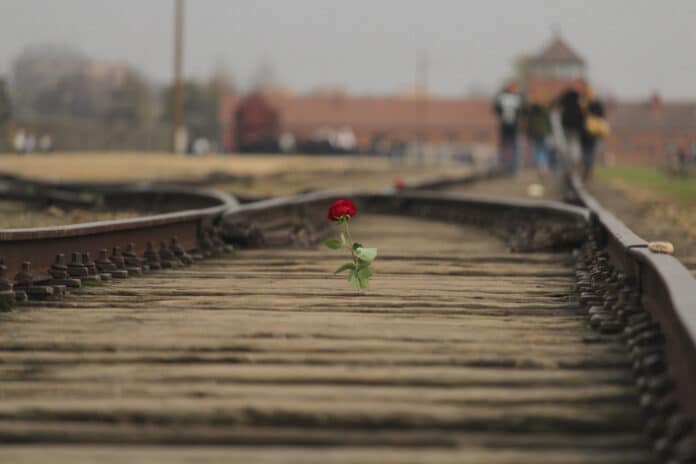 rose sur rails Auschwitz