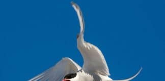 Oiseaux migratoires : Les sternes arctiques protègent leur progéniture de manière extrêmement agressive.