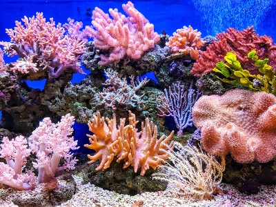 coraux-titouan-bernicot