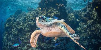tortue marine face à la pollution plastique des océans
