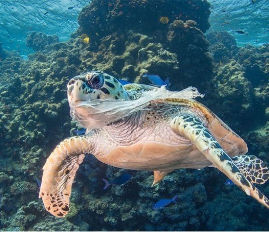 tortue marine face à la pollution plastique des océans