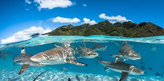 l’océan et sa biodiversité - Moore, Polynésie française