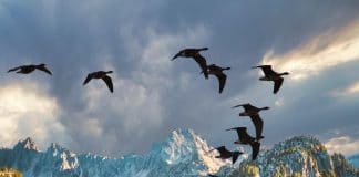 vol d'oiseaux migrateurs sur fond de montagne