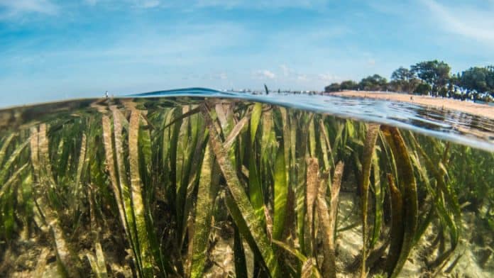 vue de l'herbier marin, une espèce menacée