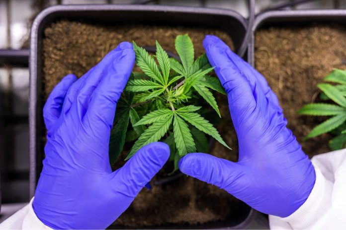 plant-cannabis-laboratoire