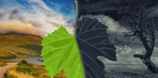 Image d'une feuille de vigne en gros plan sur fond de nature, à droite en noir et blanc sur un paysage sec et à gauche en couleur sur paysage verdoyant pour illustrer le changement climatique