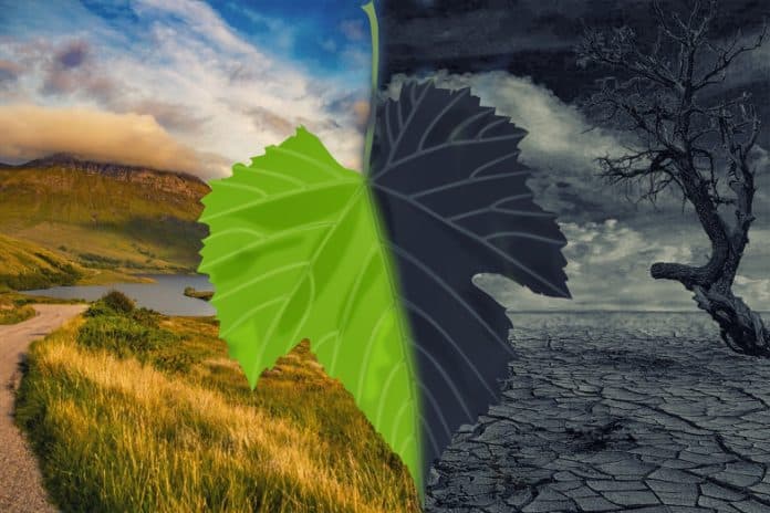Image d'une feuille de vigne en gros plan sur fond de nature, à droite en noir et blanc sur un paysage sec et à gauche en couleur sur paysage verdoyant pour illustrer le changement climatique