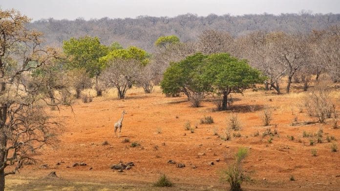savane afrique changement climatique