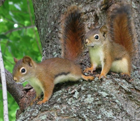 Photo d'écureuils, surnom donné aux militants écologistes qui protestent, dans les arbres, contre le projet d'Autoroute A69