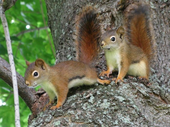 Photo d'écureuils, surnom donné aux militants écologistes qui protestent, dans les arbres, contre le projet d'Autoroute A69