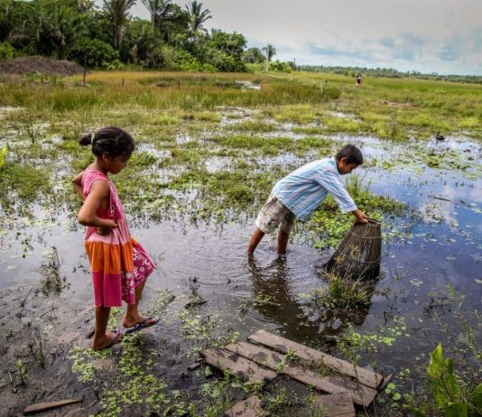 Enfants pêchant dans une mangrove au Brésil