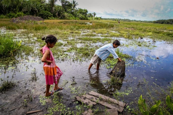 Enfants pêchant dans une mangrove au Brésil