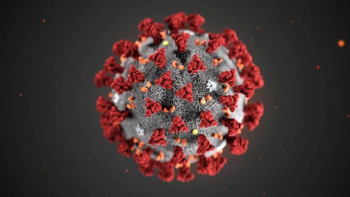 Un'illustrazione del Novel Coronavirus (2019-nCoV) rilasciatoa dal Centers for Disease Control and Prevention (CDC) di Atlanta.