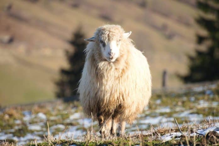 A sheep in the Ukrainian countryside