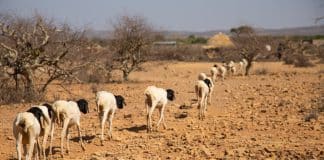 Livestock in drought-struck Ethiopia