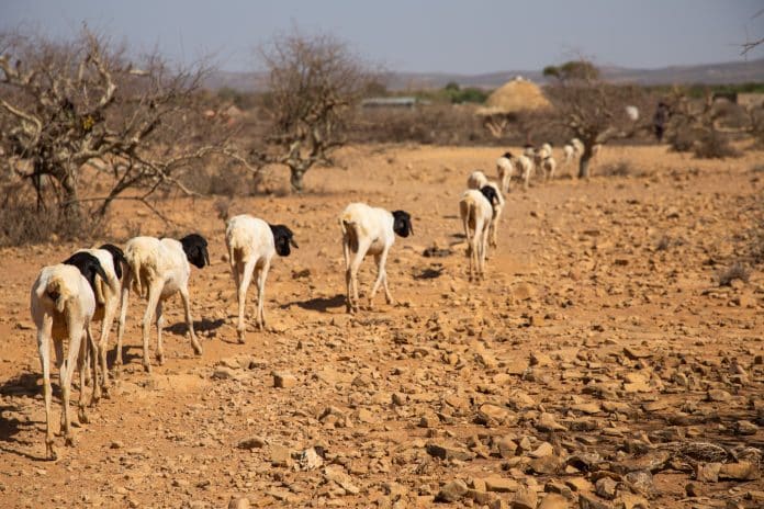 Livestock in drought-struck Ethiopia