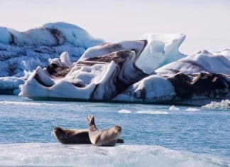 Sea lions at Jökulsárlón glacial lagoon