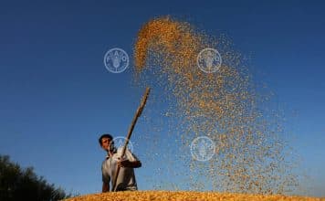 Un agricoltore che sta spigolando il riso che si sta essiccando in una fattoria dopo il raccolto.