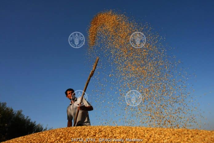 Un agricoltore che sta spigolando il riso che si sta essiccando in una fattoria dopo il raccolto.