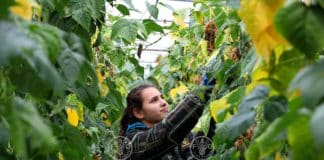 Jana AL-Houri, una ragazza di 19 anni, laureata in SSL, a Beit AL hosh - Bebnine AKKAR, Libano settentrionale. Jana si prende cura del suo terreno agricolo