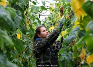 Jana AL-Houri, una ragazza di 19 anni, laureata in SSL, a Beit AL hosh - Bebnine AKKAR, Libano settentrionale. Jana si prende cura del suo terreno agricolo