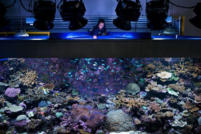 Concorso fotografico Un ricercatore controlla lo stato del Reef Aquarium all'interno del laboratorio dell'Australian Institute of Marine Science.