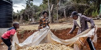 contadini raccogliendo mais in Kenya