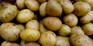La FAO accoglie con favore la decisione di celebrare la Giornata internazionale della patata ogni anno il 30 maggio