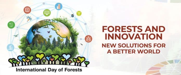 Giornata internazionale delle foreste 2024 soluzioni innovative e trasversali per un mondo migliore