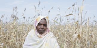 Quasi 18 milioni di persone in Sudan stanno affrontando una grave insicurezza alimentare - il numero più alto mai registrato durante una stagione di raccolto.