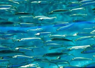 Rapporto FAO: la produzione mondiale della pesca e dell’acquacoltura raggiunge un nuovo record.