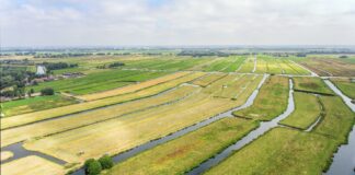 Het Westelijk Veenweidegebeid in Nederland als project van Commonland voor ecosysteemherstel