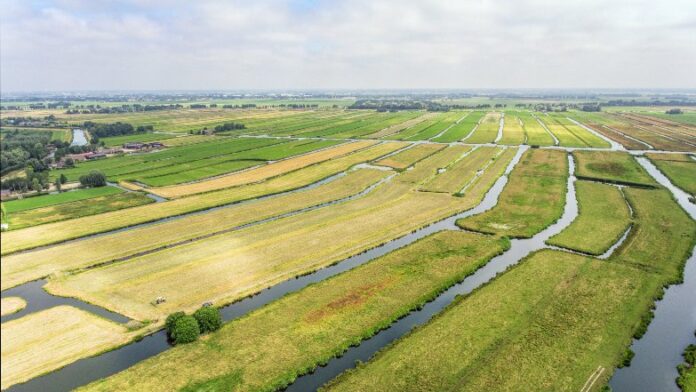 Het Westelijk Veenweidegebeid in Nederland als project van Commonland voor ecosysteemherstel