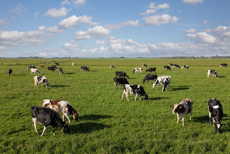Grazende koeien in de veenweide in Nederland als project van Commonland voor ecosysteemherstel