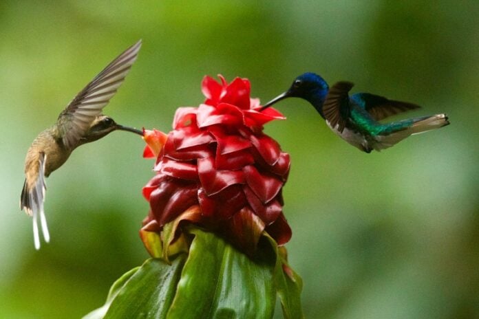 Two hummingbirds collecting nectar from flower