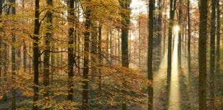 Dit jaar viert het Zoniënwoud de vijfde verjaardag van zijn UNESCO-werelderfgoed. In 2017 kregen vijf delen van het Zoniënwoud de UNESCO-titel van “Oude en ongerepte beukenbossen van de Karpaten en andere regio's van Europa”. Het is daarmee de enige UNESCO natuurlijke werelderfgoedsite in België.