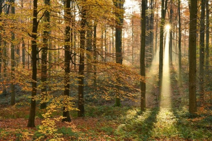 Dit jaar viert het Zoniënwoud de vijfde verjaardag van zijn UNESCO-werelderfgoed. In 2017 kregen vijf delen van het Zoniënwoud de UNESCO-titel van “Oude en ongerepte beukenbossen van de Karpaten en andere regio's van Europa”. Het is daarmee de enige UNESCO natuurlijke werelderfgoedsite in België.