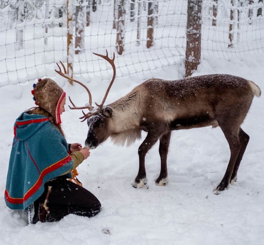 Sami-reindeer-herding