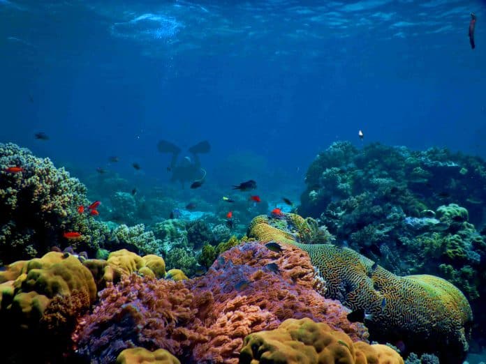 Hav-sjø-dykker-koraler