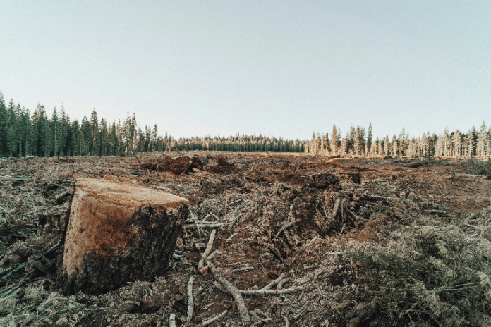 skog-avskogning